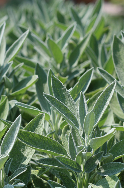 sageharvest