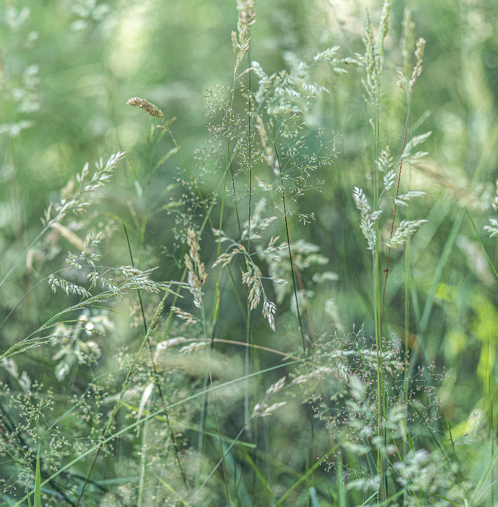 sweetgrass2